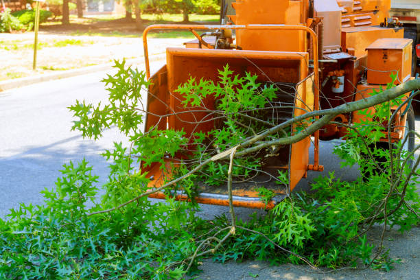 The Steps Involved in Our Tree Care Process in Aurora, IL